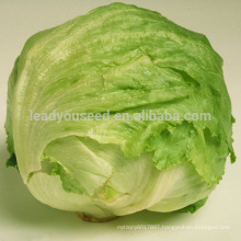 LT05 mary extremely early maturity iceberg lettuce seeds